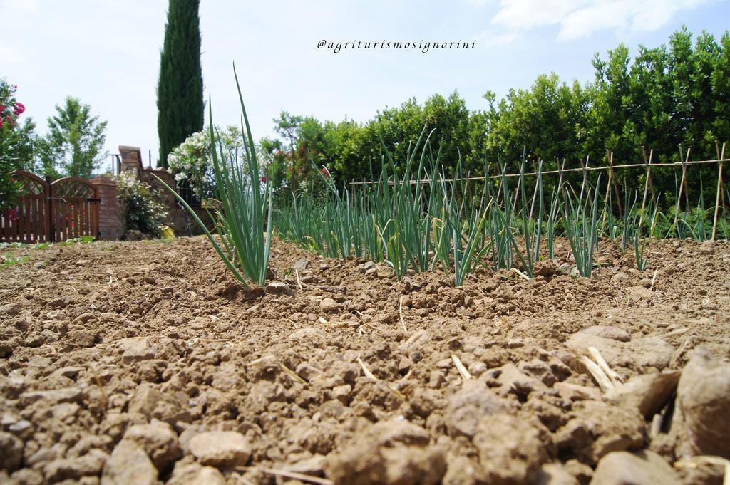 Agriturismo Signorini Orciatico Eksteriør bilde