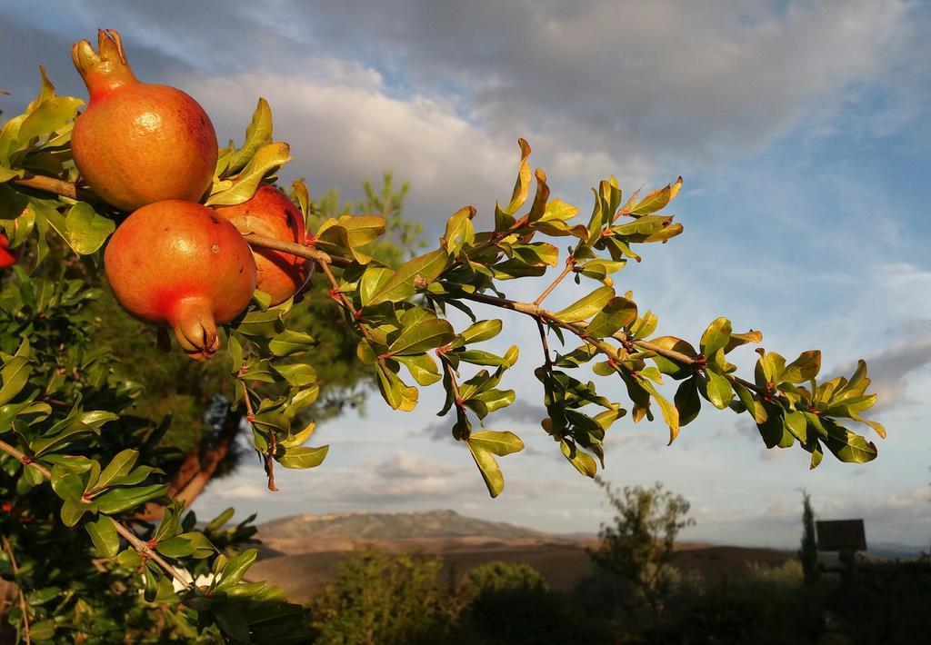 Agriturismo Signorini Orciatico Eksteriør bilde